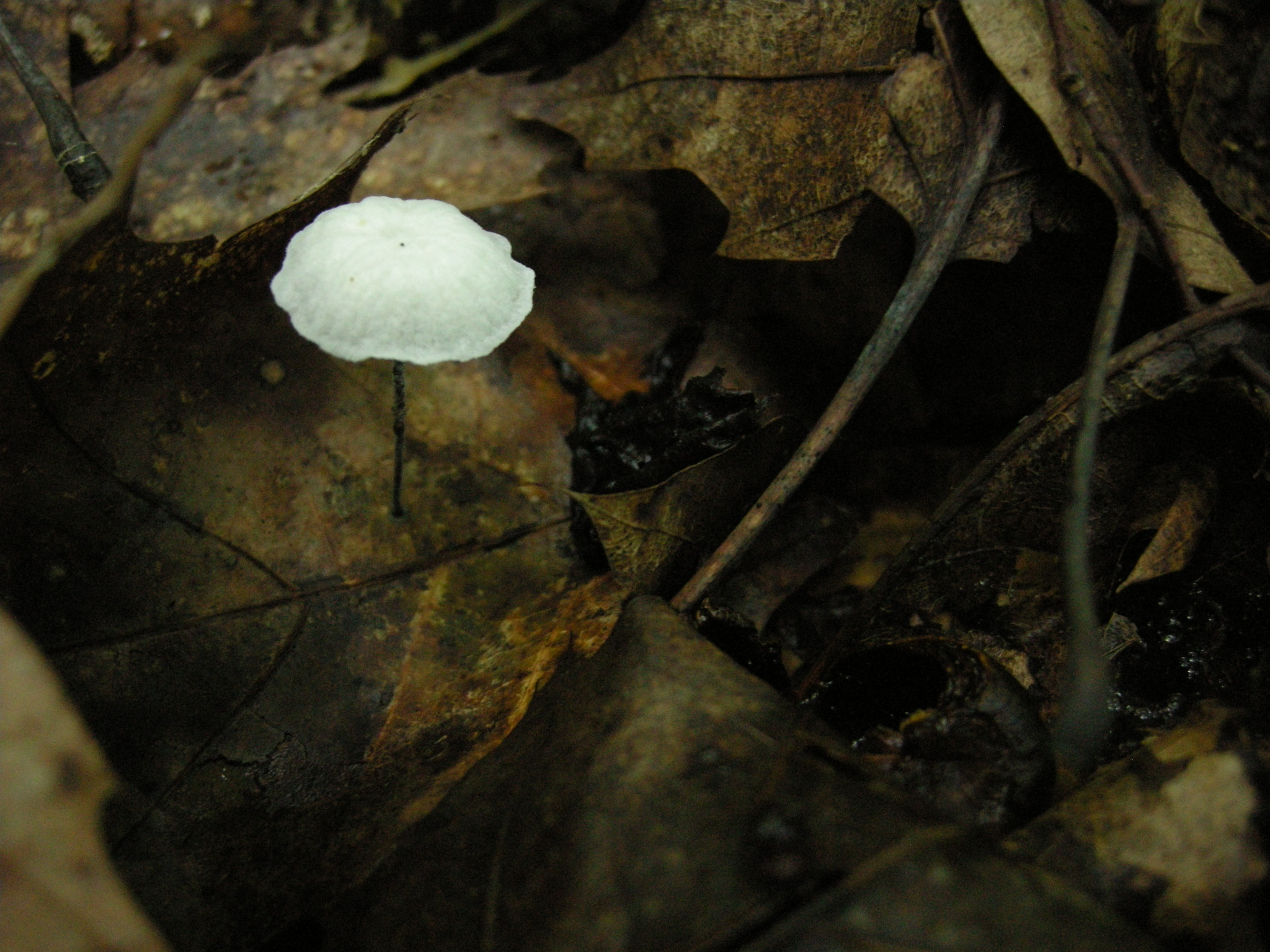 little marasmius mushroom