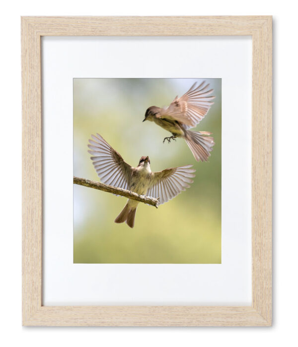 Phoebes in Spring - Frame print 11 x 14 inches