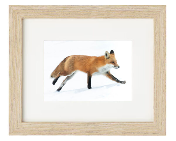 Red Fox - Framed Print