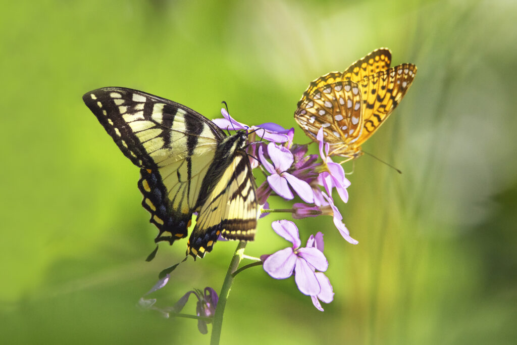 Tiger-Swallowtail-and-Great-Spangled-Fritillary