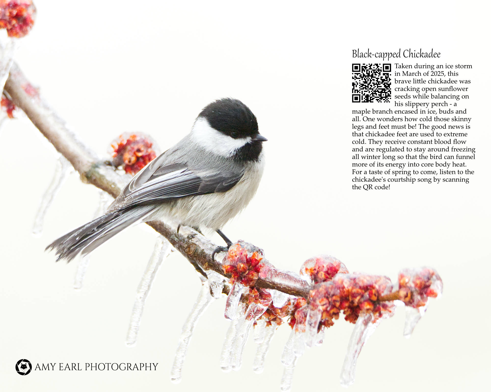 Chickadee - Calendar Page
