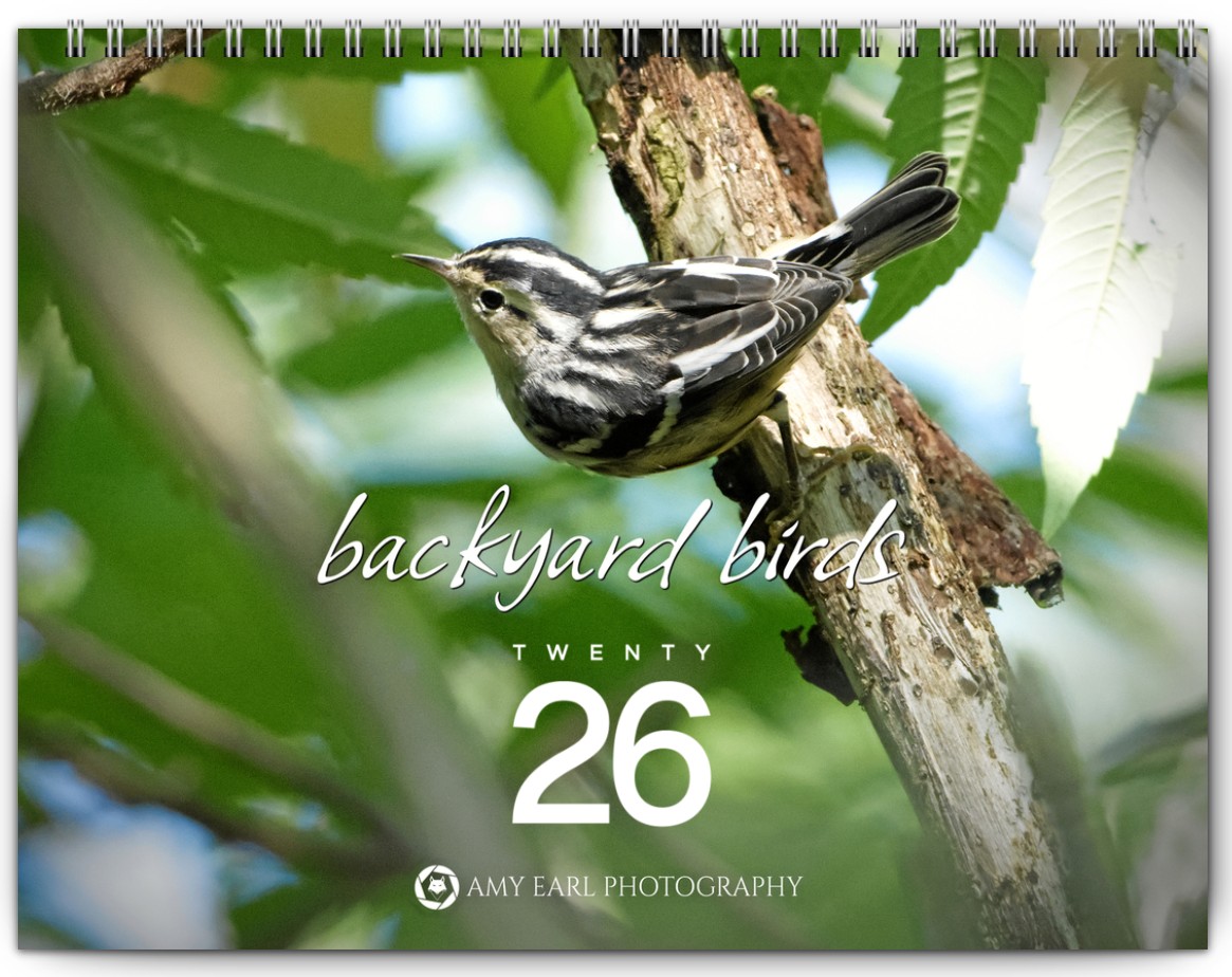 Backyard Birds Calendar 2026