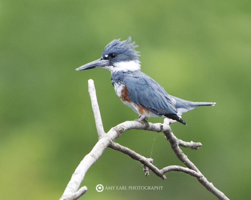 Belted Kingfisher