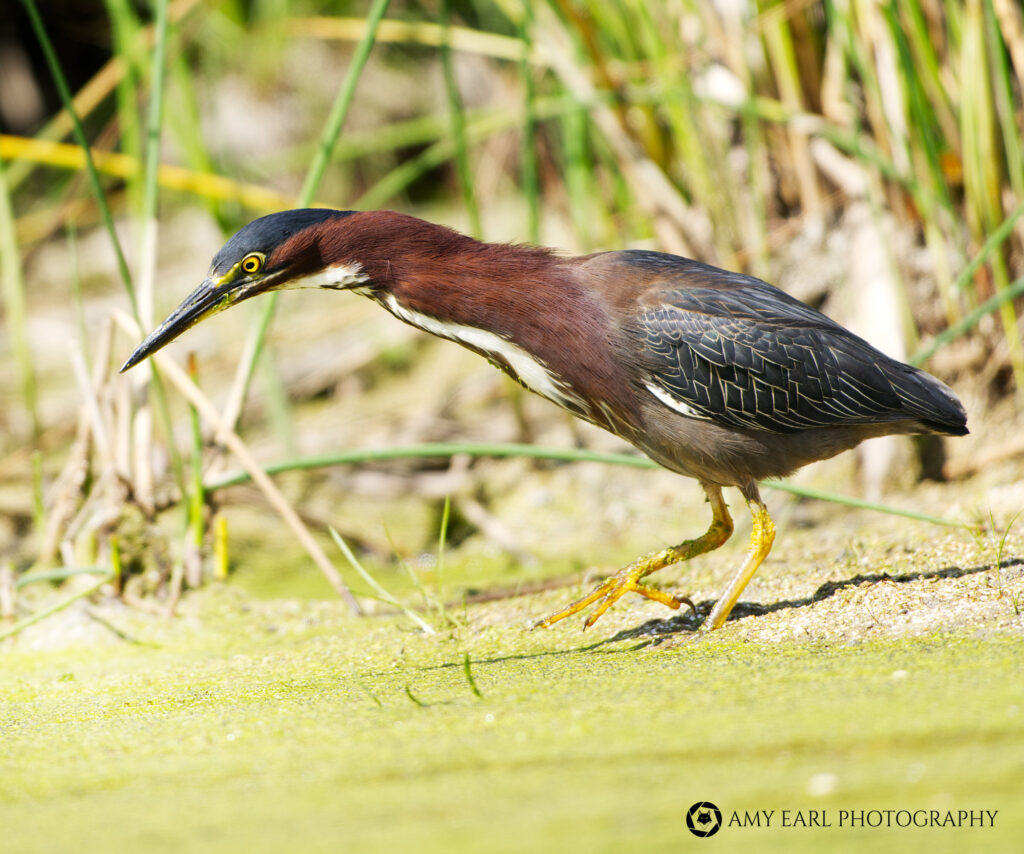 Green Heron