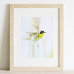 Highwayman (Yellowthroat) - Framed Print