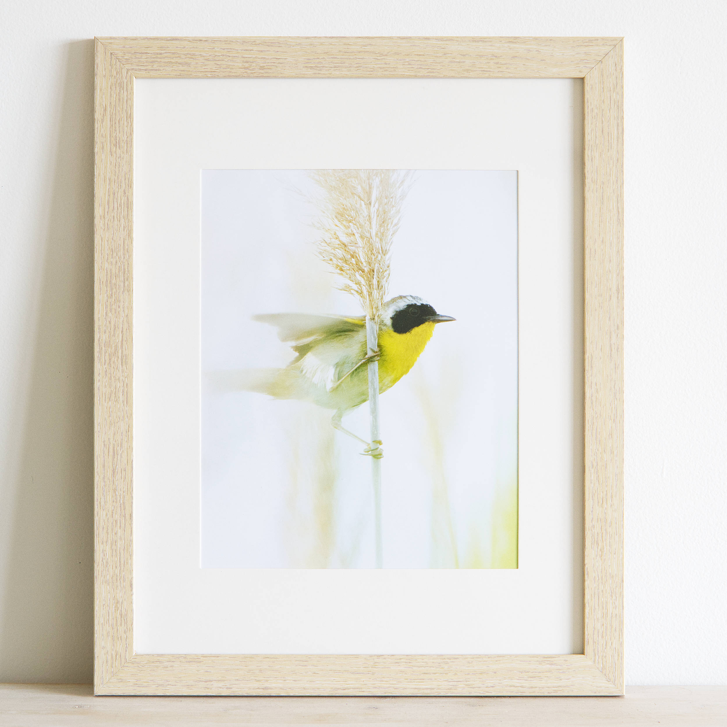 Highwayman (Yellowthroat) - Framed Print
