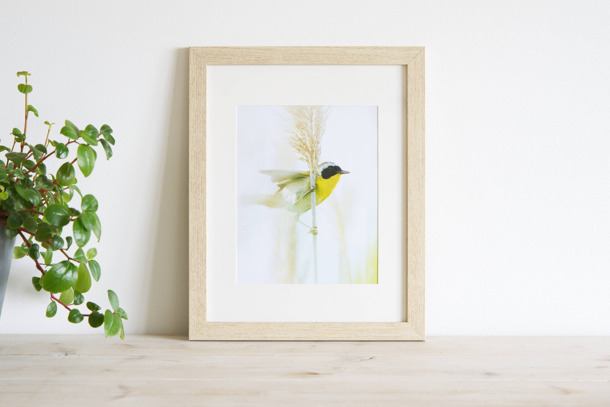 Highwayman (Yellowthroat) - Framed Print